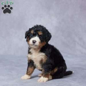 Juls, Mini Bernedoodle Puppy